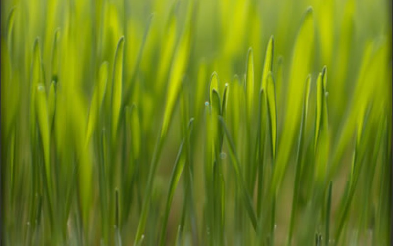 You Can Prep Your Lawn For Spring