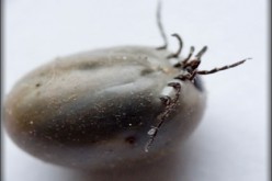 Smart Tips for Eliminating Ticks in Your Yard