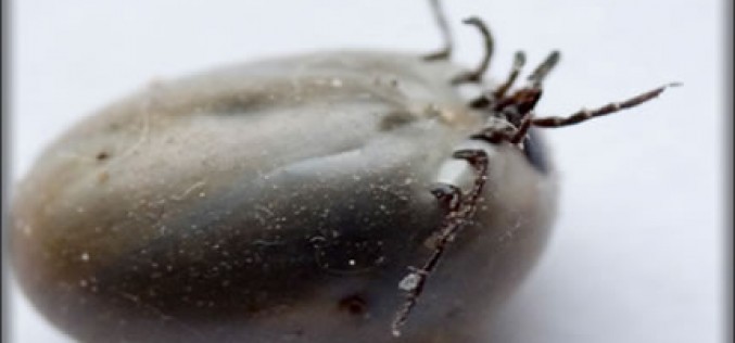 Smart Tips for Eliminating Ticks in Your Yard