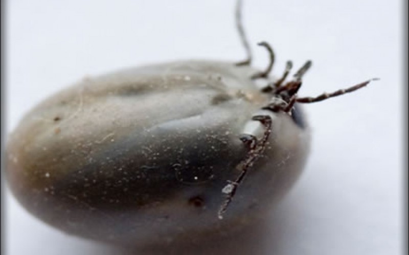 Smart Tips for Eliminating Ticks in Your Yard