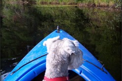 How to Turn your Backyard into a Dog Paradise