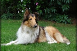 5 Best Guard Dogs for Families