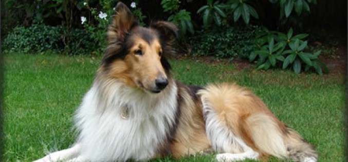 5 Best Guard Dogs for Families