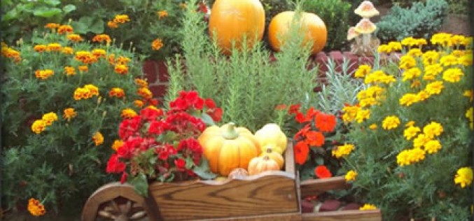 7 Quick and Easy Fall Yard Projects