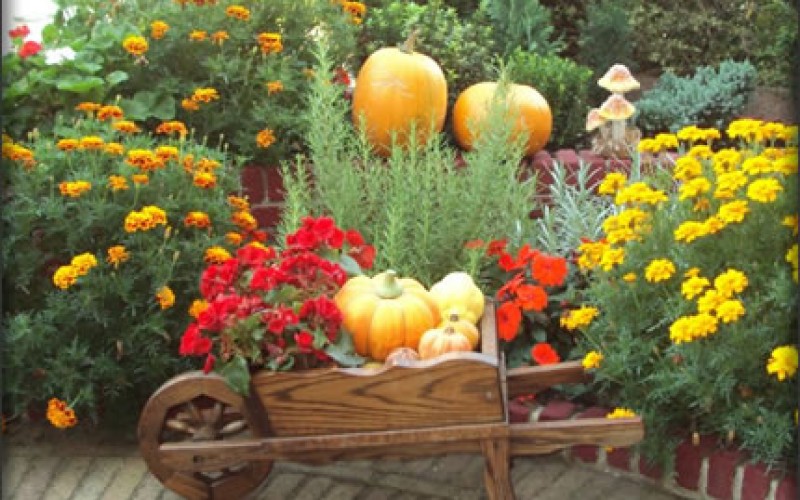 7 Quick and Easy Fall Yard Projects