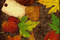 7 Fall Organizing Tips