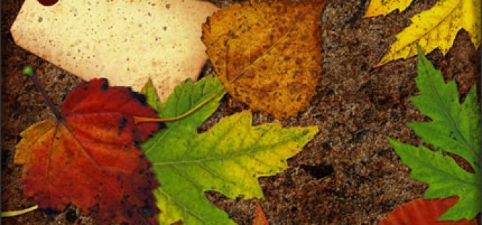 7 Fall Organizing Tips