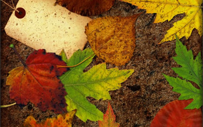 7 Fall Organizing Tips