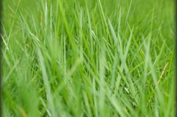 Fall Overseeding and Your Patchy Lawn