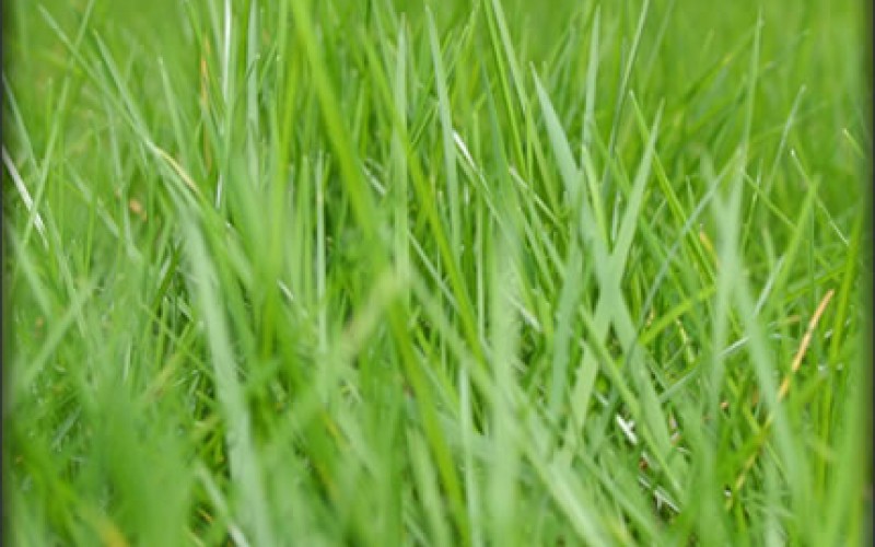 Fall Overseeding and Your Patchy Lawn