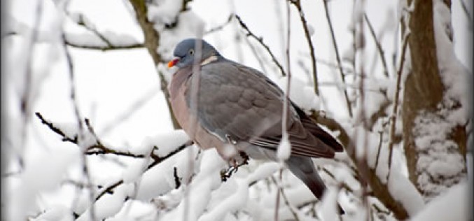 How to Save on Energy Costs This Winter