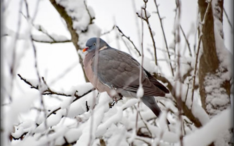 How to Save on Energy Costs This Winter
