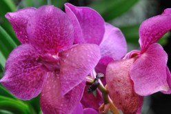 Where to Buy the Perfect Plant