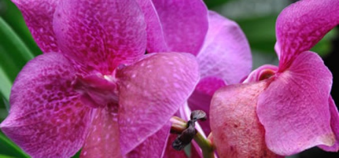 Where to Buy the Perfect Plant