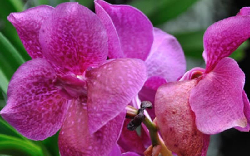 Where to Buy the Perfect Plant