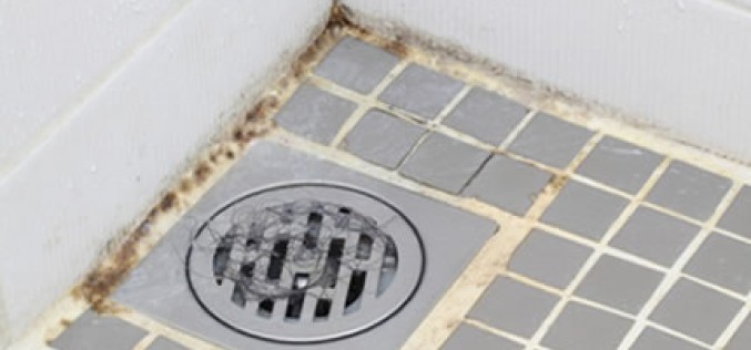 Mold Problems and Your Home