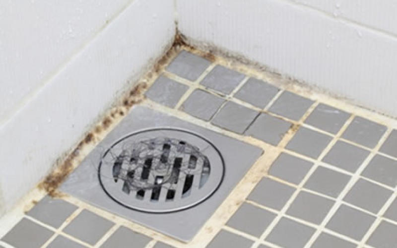 Mold Problems and Your Home