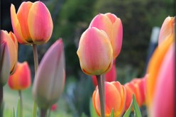Spring Home Renovation Projects You Can Plan Today