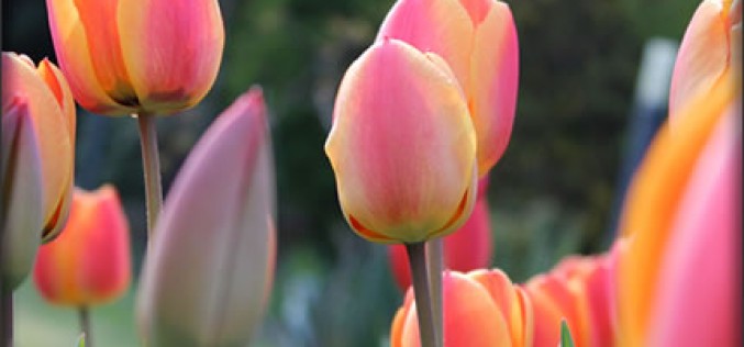 Spring Home Renovation Projects You Can Plan Today