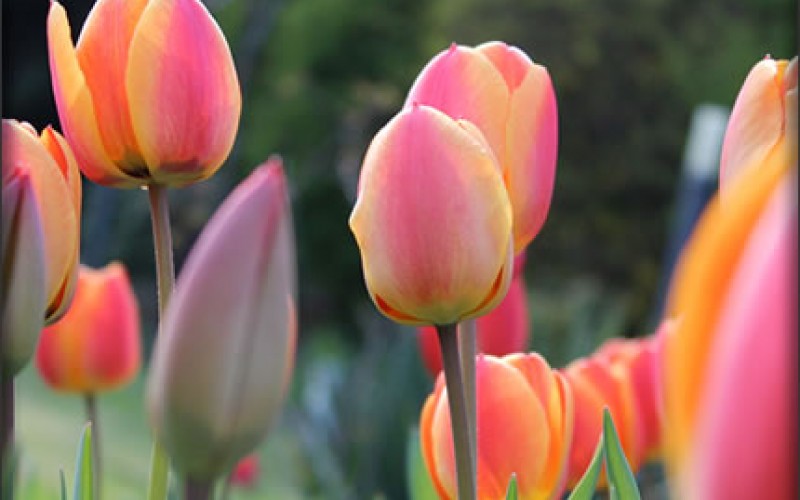 Spring Home Renovation Projects You Can Plan Today