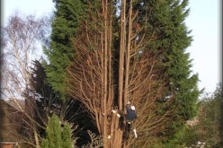 How to Choose a Tree Cutting Professional