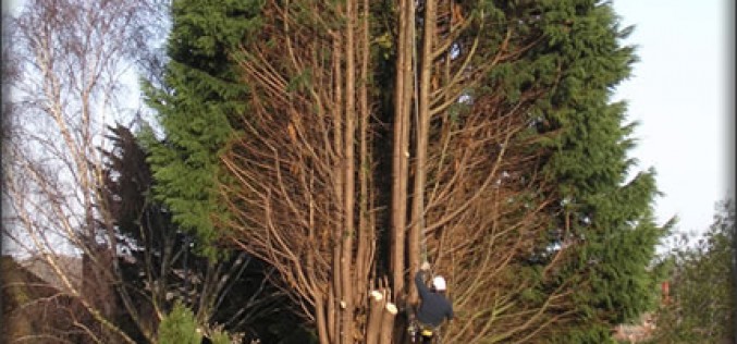 How to Choose a Tree Cutting Professional