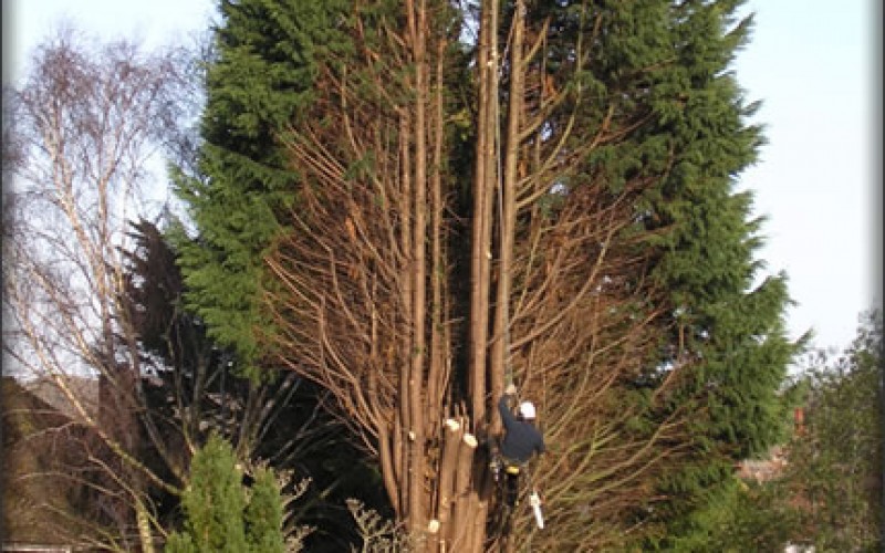 How to Choose a Tree Cutting Professional