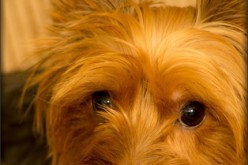 Keeping Furry Family Members Safe