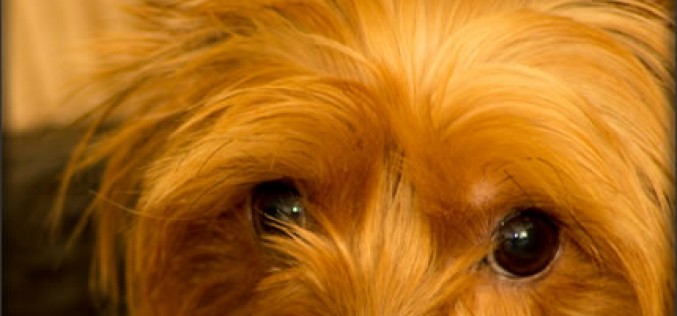 Keeping Furry Family Members Safe