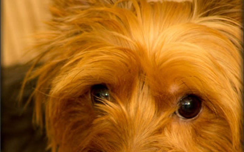 Keeping Furry Family Members Safe