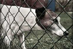 Fencing Considerations for the Dog Owner