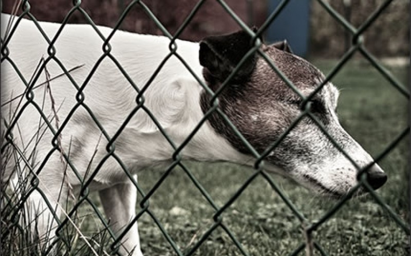 Fencing Considerations for the Dog Owner
