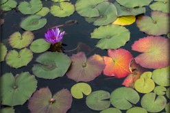 How to Enjoy a Garden Pond