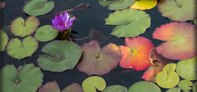 How to Enjoy a Garden Pond