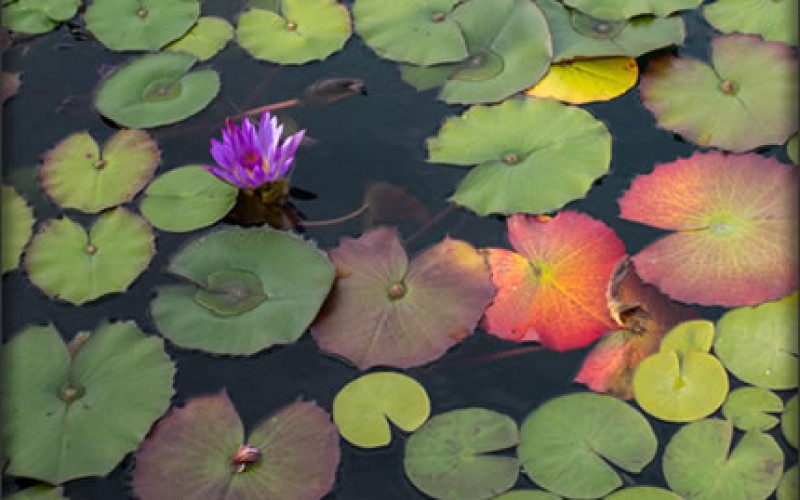 How to Enjoy a Garden Pond