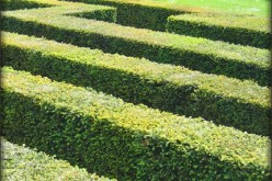 How to Rejuvenate Old Hedges