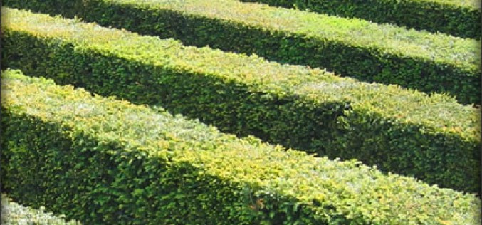 How to Rejuvenate Old Hedges