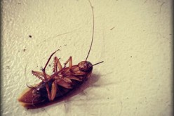 Insect Control in Your Home: Prevention is Better Than Cure