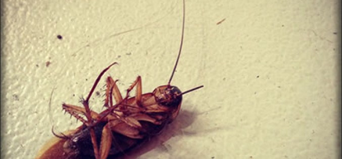 Insect Control in Your Home: Prevention is Better Than Cure
