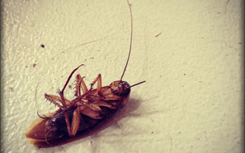 Insect Control in Your Home: Prevention is Better Than Cure