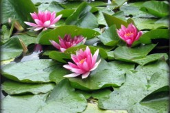Which Pump is Right for Your Pond?