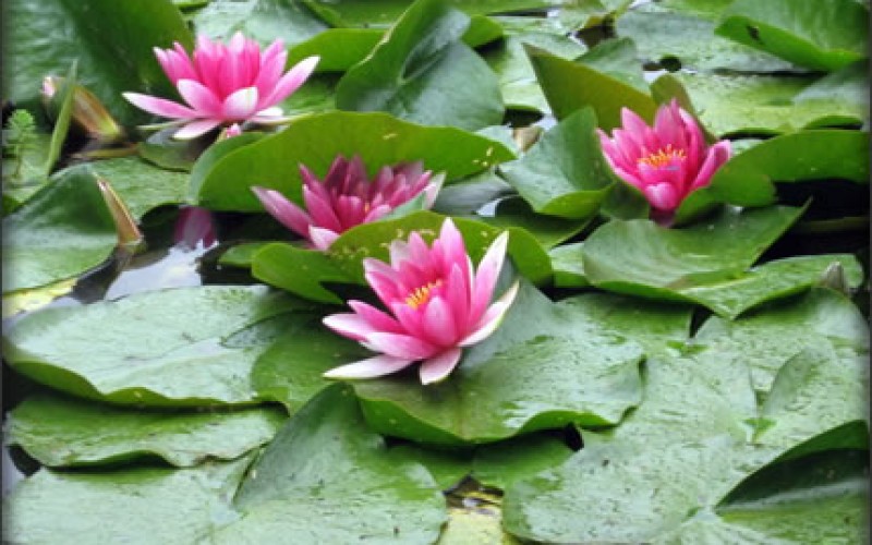 Which Pump is Right for Your Pond?
