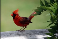How to Attract Birds to Your Garden