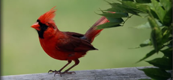 How to Attract Birds to Your Garden