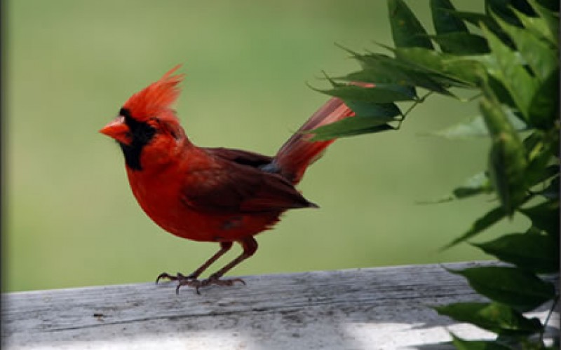 How to Attract Birds to Your Garden