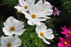 Smart Options for Brown-Thumbed Gardeners