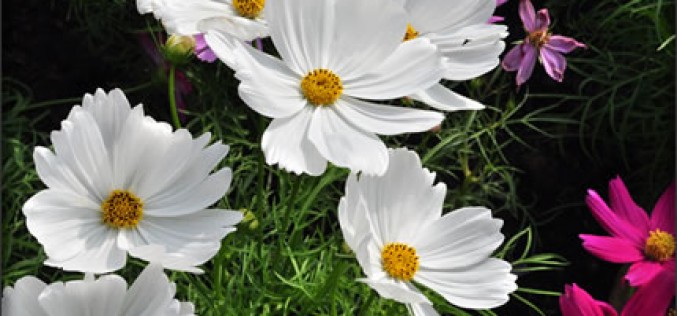 Smart Options for Brown-Thumbed Gardeners