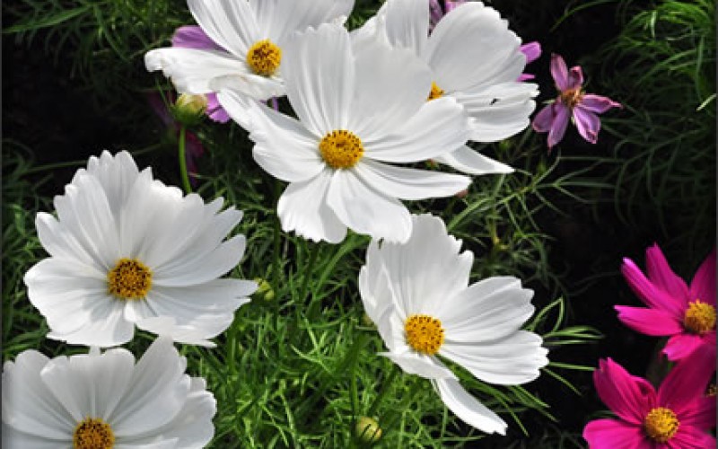 Smart Options for Brown-Thumbed Gardeners