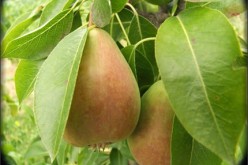 6 Benefits of Growing Fruit Trees In Your Backyard