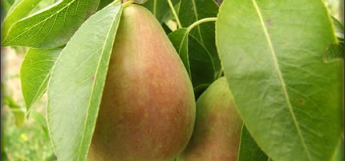6 Benefits of Growing Fruit Trees In Your Backyard